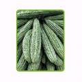 ampalaya___poseidon_f1-023