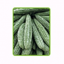 ampalaya___poseidon_f1-023