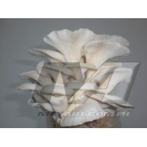 oyster-mushroom-300x225