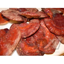 reishi_by_manila_mushrooms