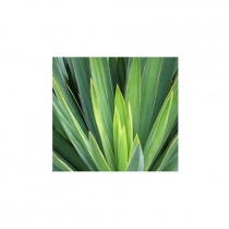 sisal-23