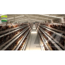 a_type_hen_cages_197608025