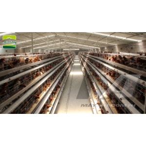 a_type_hen_cages_197608025